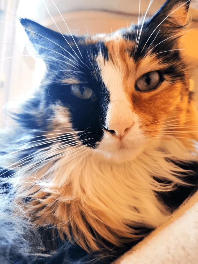 EB Bijoux brodé personnalisé portrait d'animaux par Petit Printemps