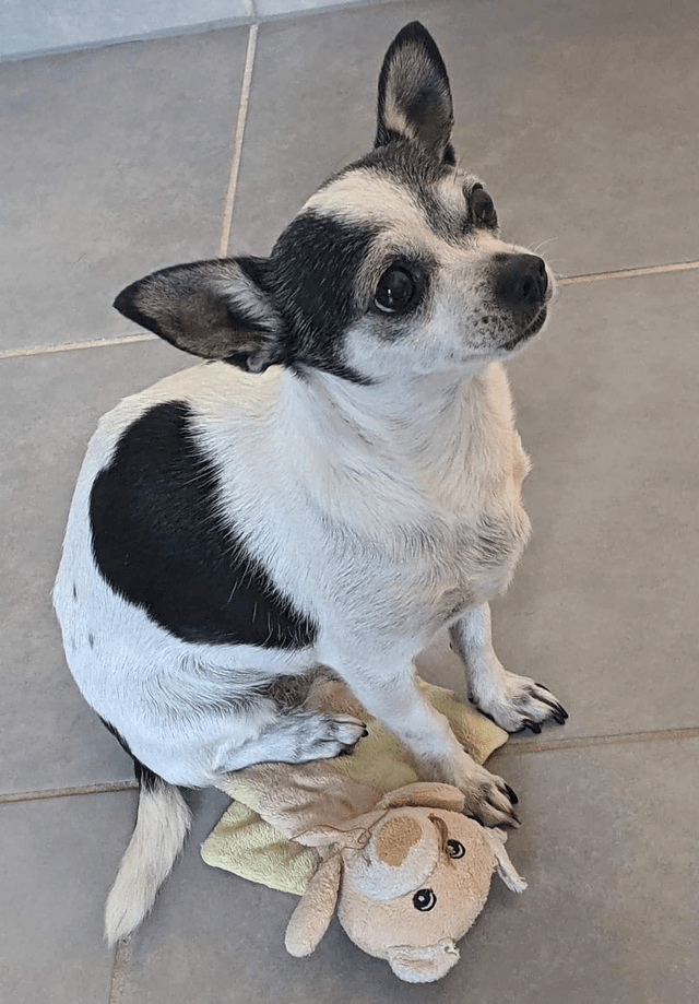 EB Bijoux brodé personnalisé portrait d'animaux par Petit Printemps